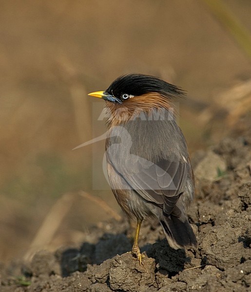 Brahminy Starling (Sturnia pagodarum) standing erect on the ground. stock-image by Agami/Marc Guyt,