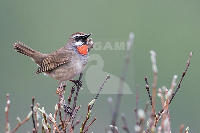 Siberian Rubythroat - Rubinkehlchen - Luscinia calliope, Russia (Ural), adult male stock-image by Agami/Ralph Martin,