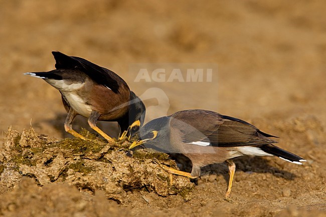 Treurmaina; Common Myna stock-image by Agami/Daniele Occhiato,