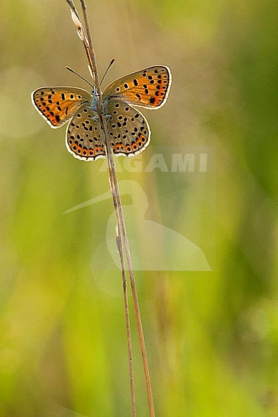 Bruine vuurvlinder / Sooty Copper (Lycaena tityrus) stock-image by Agami/Wil Leurs,