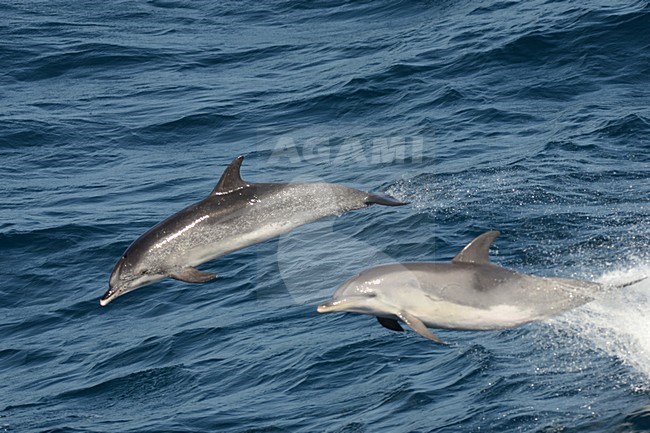  stock-image by Agami/Laurens Steijn,