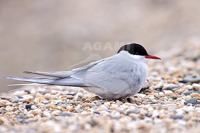 Adult breeding 
Seward Peninsula, AK 
June 2009 stock-image by Agami/Brian E Small,