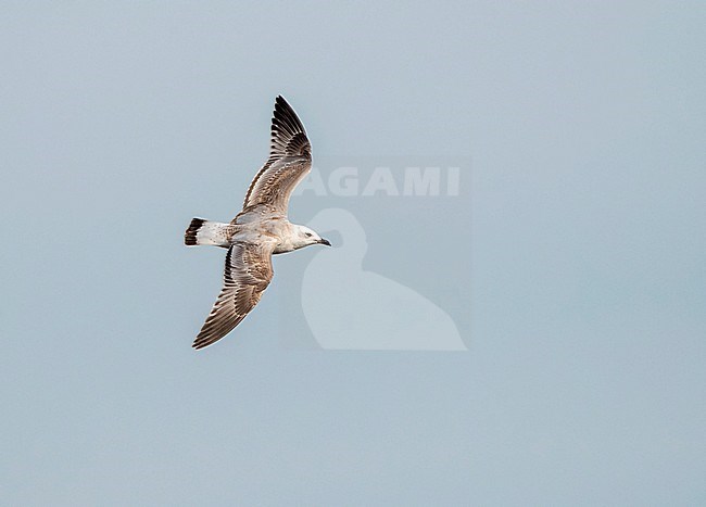 First-winter Mediterranean Gull (Ichthyaetus melanocephalus) migrating along the Black Sea coast near Lake Durankulak in Bulgaria. Showing upper wings and back. stock-image by Agami/Marc Guyt,