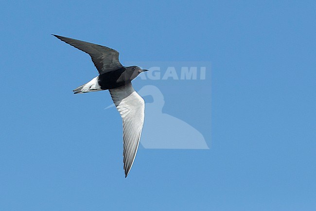 Adult American Black Tern (Chlidonias niger surinamensis) in breeding plumage.
Flying against blue sky at Galveston County, Texas, in April 2017. stock-image by Agami/Brian E Small,