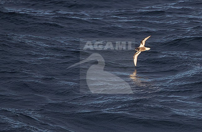 Mottled Petrel (Pterodroma inexpectata) flying over Subantarctic waters of New Zealand in the southern pacific ocean. stock-image by Agami/Marc Guyt,