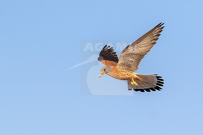 Lesser Kestrel (Falco naumanni) in Spain. Male in flight with a prey in its beak stock-image by Agami/Oscar Díez,