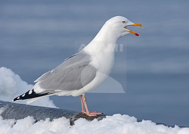 Adulte Zilvermeeuw in de winter; Adult Herring Gull in winter stock-image by Agami/Markus Varesvuo,