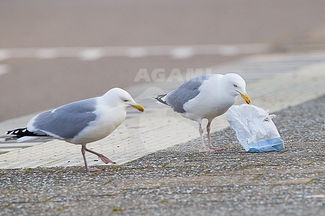 Herring Gull, Larus argentatus pair feeding on rubbish on street from bin stock-image by Agami/Menno van Duijn,
