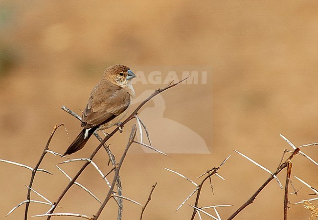 Indian silverbill (Euodice malabarica), also known as White-throated Munia. Perched in low acacia bush with spiky thorns. stock-image by Agami/Marc Guyt,