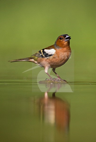 Mannetje Vink drinkend bij drinkplaats; Male Common Chaffinch drinking at drinking site stock-image by Agami/Marc Guyt,