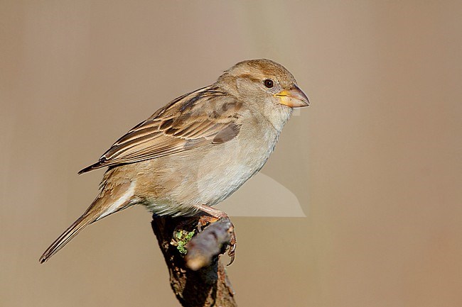Italian Sparrow, Female perched on a branch, Campania, Italy (Passer italiae) stock-image by Agami/Saverio Gatto,