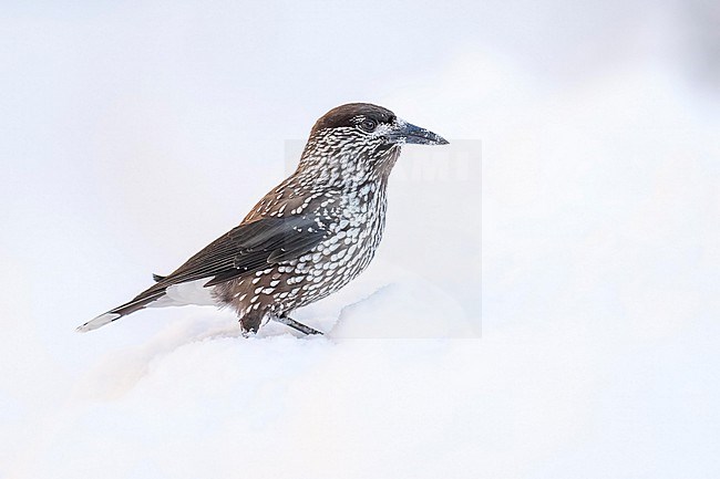 Spotted Nutcracker (Nucifraga caryocatactes) sitting in the snow in bulgarian mountain. stock-image by Agami/Marcel Burkhardt,