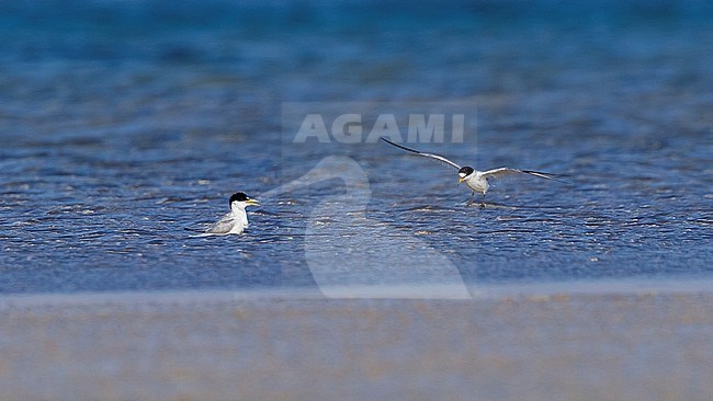 Saunders's Tern, Sternula saundersi, in Egypt. stock-image by Agami/Vincent Legrand,