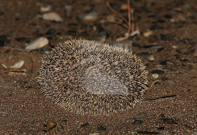 Long-eared Hedgehog (Hemiechinus auritus) in Gobi desert of Mongolia. stock-image by Agami/James Eaton,