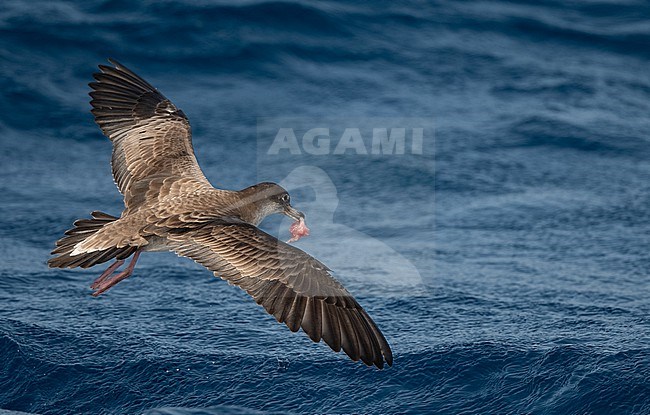 Cape Verde Shearwater (Calonectris edwardsii) is an endemic breeding bird. A recent split and part of the 'cory shearwater complex'  with Cory's and Scopoli's Shearwater. stock-image by Agami/Eduard Sangster,