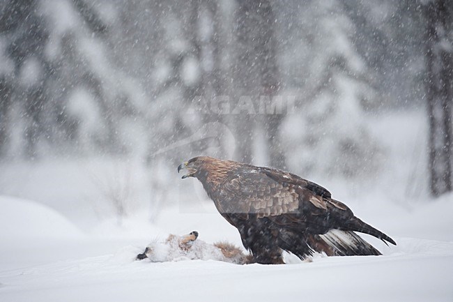 Juveniele Steenarend op dode vos; Juvenile Golden Eagle with dead fox stock-image by Agami/Han Bouwmeester,