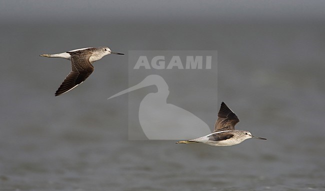 Groenpootruiter in de vlucht; Common Greenshank in flight stock-image by Agami/Arie Ouwerkerk,