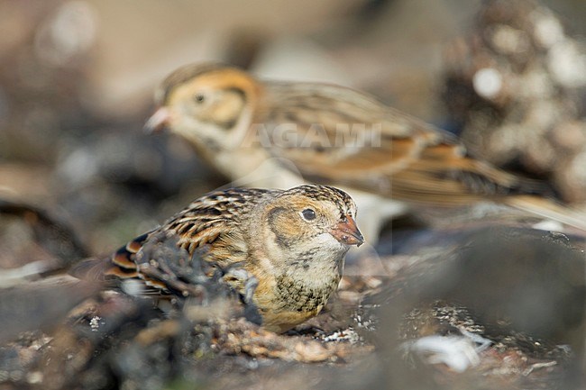 Lapland Bunting (Calcarius lapponicus lapponicus), also known as Lapland Longspur, foraging on a beach in Germany during autumn. stock-image by Agami/Ralph Martin,