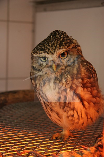 Steenuil in vogel opvang centrum, Little Owl at bird rescue sanctuary stock-image by Agami/Chris van Rijswijk,