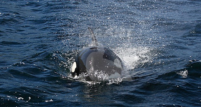 Orka, Killer whale, Orcinus orca stock-image by Agami/Hugh Harrop,