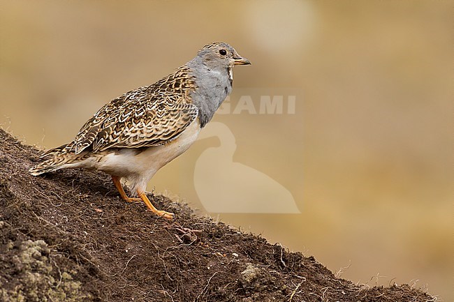 Birds of Peru, a Grey-breasted Seedsnipe stock-image by Agami/Dubi Shapiro,