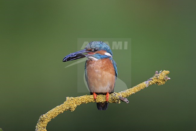 Common Kingfisher perched on branch, IJsvogel zittend op tak stock-image by Agami/Chris van Rijswijk,