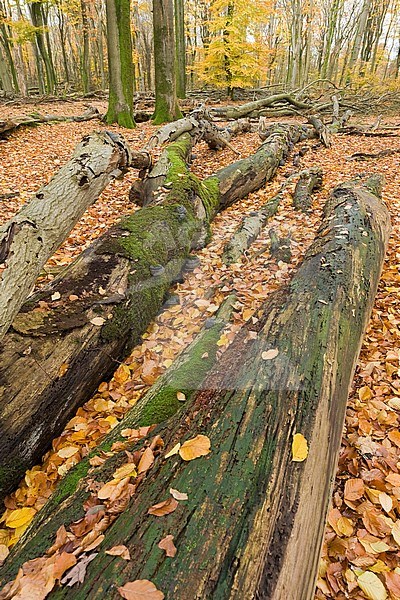 Tree trunks lying amongst orange autumn leaves stock-image by Agami/Marc Guyt,