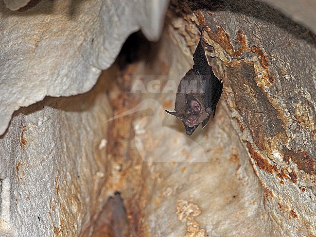 Kitti's Hog-nosed Bat, Craseonycteris thonglongyai, Thailand. Roosting in cave. stock-image by Agami/James Eaton,