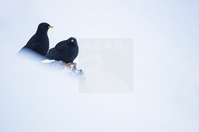 Alpine Chough (Pyrrhocorax graculus) perched on rock in the snow stock-image by Agami/Ralph Martin,