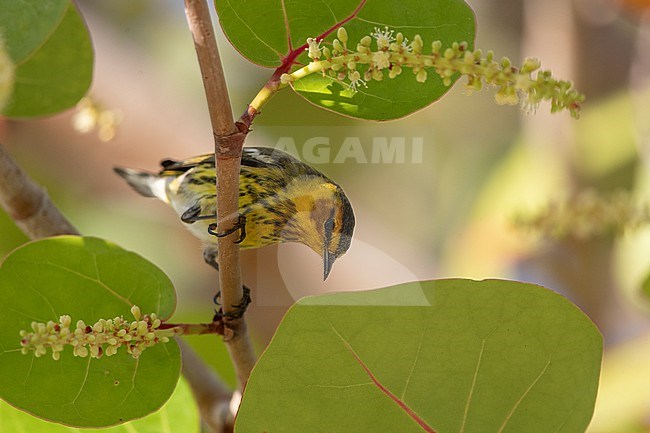 Adult male Cape May Warbler (Setophaga tigrina) at Dry Tortugas, USA stock-image by Agami/Helge Sorensen,