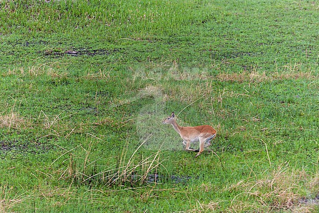 An aerial view of a red lechwe waterbuck, Kobus leche, running. Okavango Delta, Botswana. stock-image by Agami/Sergio Pitamitz,