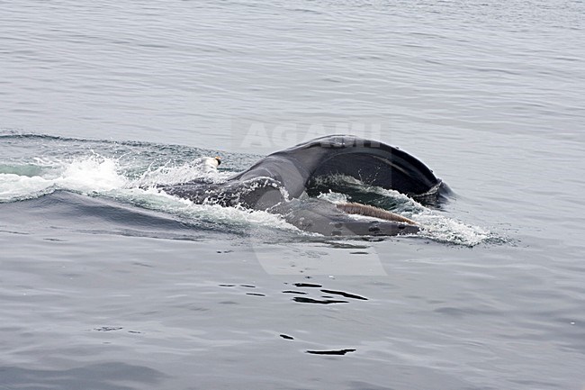 Bultrug fouragerend, Humpback Whale lungfeeding stock-image by Agami/Marc Guyt,