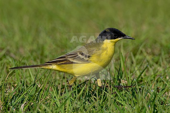 Cutrettola capinera; Black-headed Wagtail; Motacilla flava felde stock-image by Agami/Daniele Occhiato,