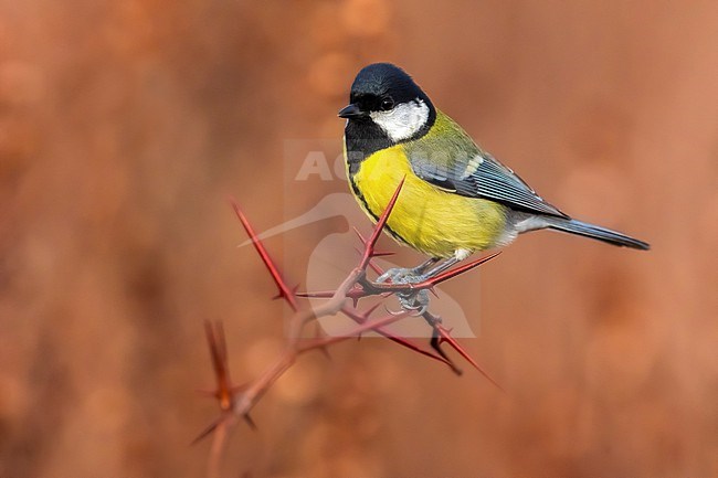 Great Tit (Parus major) in Italy. stock-image by Agami/Daniele Occhiato,