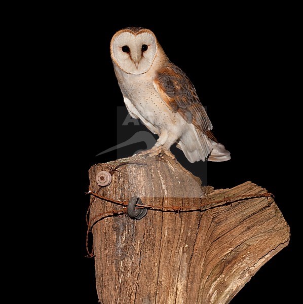 Kerkuil zittend op een plae Barn Owl perched on a pole stock-image by Agami/Han Bouwmeester,