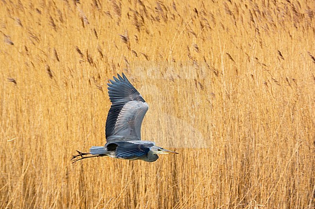 Blauwe Reiger vliegend; Grey Heron flying stock-image by Agami/Hans Germeraad,