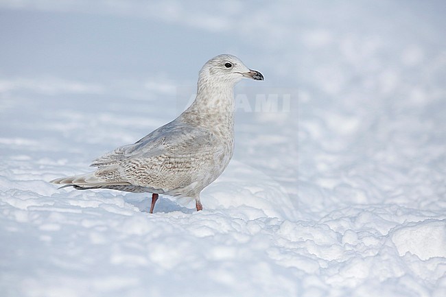 Kumliens Meeuw, Kumlien's Gull, Larus glaucoides kumlieni stock-image by Agami/Chris van Rijswijk,