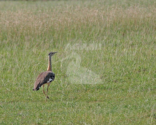 Denham's Bustard (Neotis denhami) in Uganda stock-image by Agami/Pete Morris,