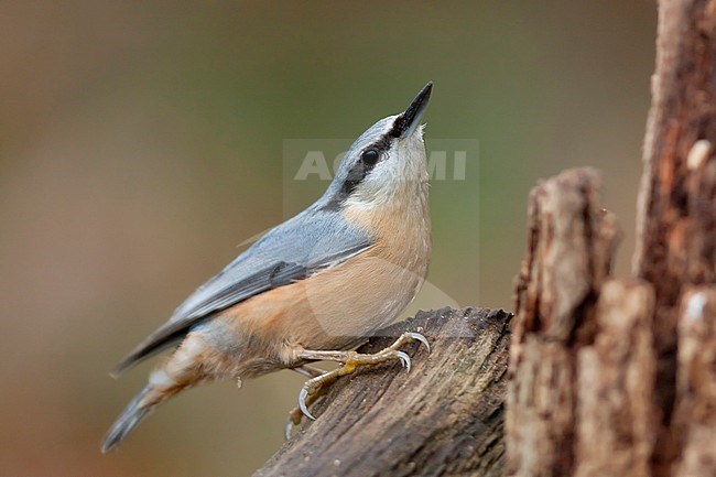 European Nuthatch - Kleiber - Sitta europaea ssp. caesia, Germany, adult stock-image by Agami/Ralph Martin,