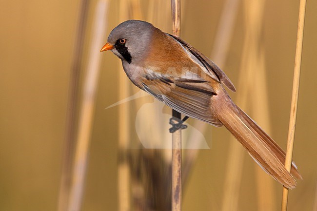 Mannetje Baardman in het riet, Male Bearded Reedling in reed stock-image by Agami/Daniele Occhiato,