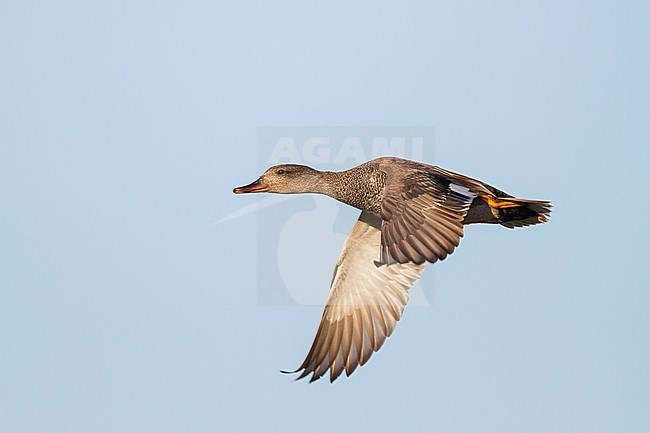 Gadwall - Schnatterente - Anas streperea, Germany, adult male in flight stock-image by Agami/Ralph Martin,