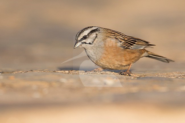 Rock Bunting -Zippammer - Emberiza cia ssp. cia, Spain, adult male stock-image by Agami/Ralph Martin,