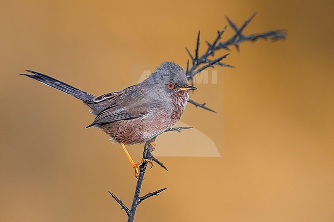 Dartford Warbler (Sylvia undata undata) setting off stock-image by Agami/Daniele Occhiato,