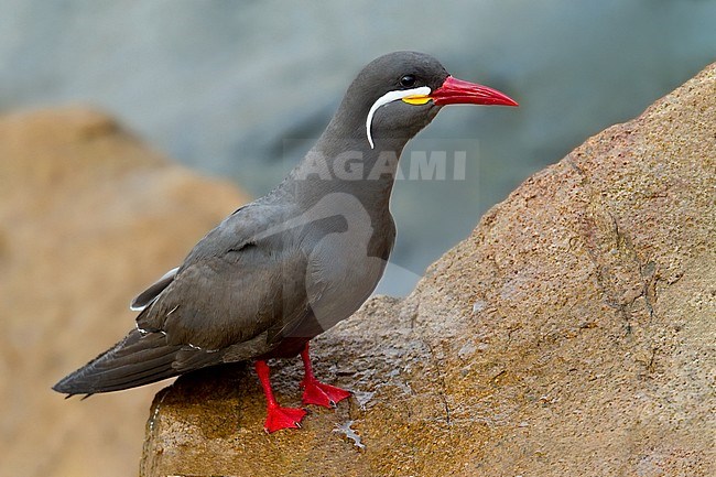 Birds of Peru, an Inca Tern stock-image by Agami/Dubi Shapiro,