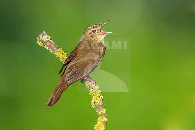 Male River Warbler (Locutella fluviatilis) perched on a branch in Nieuwemolen, Zeeland, the Netherlands. stock-image by Agami/Vincent Legrand,