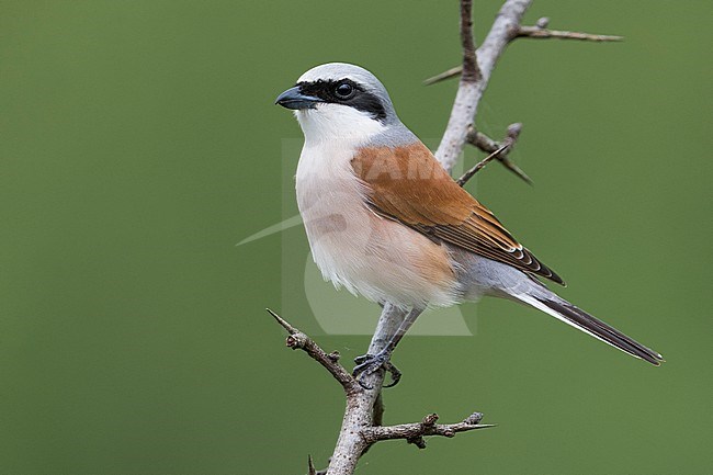 Adult male Red-backed Shrike (Lanius collurio) perched on a twig in Italy. stock-image by Agami/Daniele Occhiato,