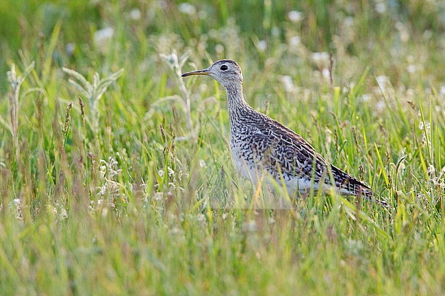 A Upland Sandpiper (Bartramia longicauda) perched in the grasslands at the Carden Alvar in Ontario, Canada. stock-image by Agami/Glenn Bartley,