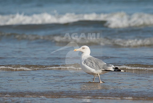 Adult Caspian Gull (Larus cachinnans) standing on English beach during late summer. stock-image by Agami/Pete Morris,