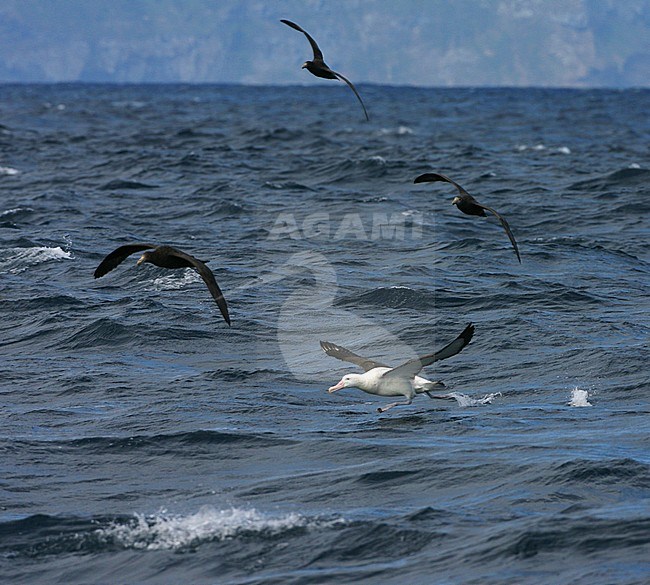 Critically endangered Tristan Albatross (Diomedea dabbenena) at sea. Running over the ocean surface with the island Gough in the background. stock-image by Agami/Marc Guyt,