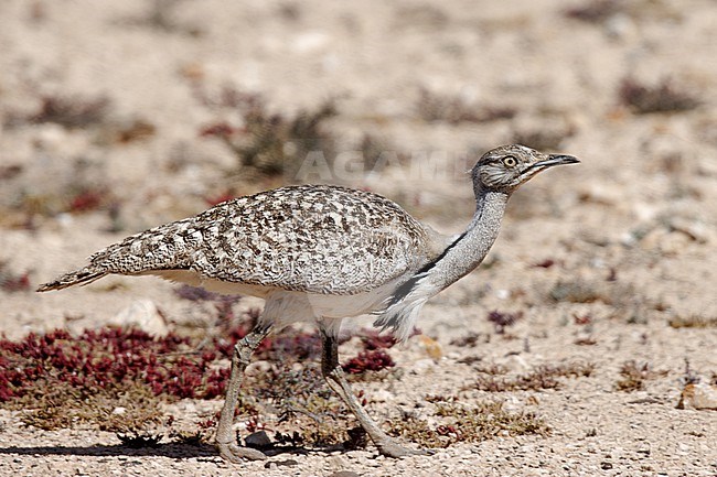 Houbara Bustard (Chlamydotis undulata fuertaventurae) taken the 21/03/2023 at Tindaya - Fuerteventura. stock-image by Agami/Nicolas Bastide,